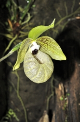 Jeden z mnoha původních druhů, nedávno objevený Paphiopedilum malipoense, je mezi zkušenějšími pěstiteli velmi populární. Zelený květ vypadá tak trochu jako ze skla a mezi uměle působícími hybridy se vyjímá jako drahý šperk.
