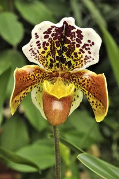 Kříženci střevíčníkovců (Paphiopedilum) mají obří nápadné květy a nebývají tak citliví na správnou zálivku v zimním období. Základním požadavkem je nepřelévat a nikdy nenechat rostlinu stát ve vodě.