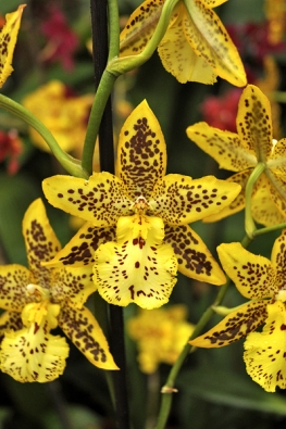 Kříženci rodů Odontoglossum, Miltonia, Oncidium a dalších vynikají bohatými a velkými pestrými květy. Potřebují přece jen trochu vyšší vzdušnou vlhkost a aspoň trochu nižší zimní teplotu, než je běžná pokojová.