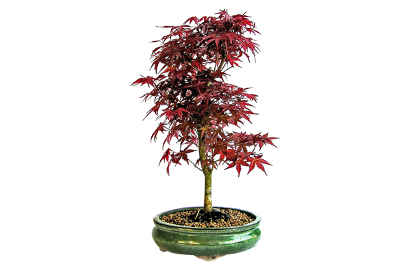 Javor dlanitolistý (Acer palmatum) má listy různých tvarů a velikostí v odstínech zelené a fialové, které se na podzim zbarví od světle žluté přes zářivě žlutou, oranžovou, červenou a rudou až po purpurově fialovou.