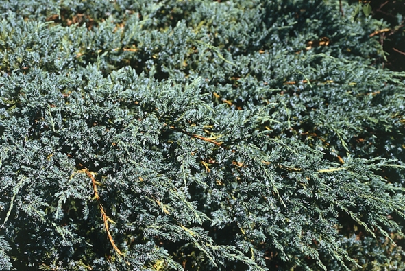 Jalovec stěsnaný – Juniperus squamata ´Blue carpet´ – je poléhavá odrůda s modrošedými jehlicemi a výškou okolo 1 m.