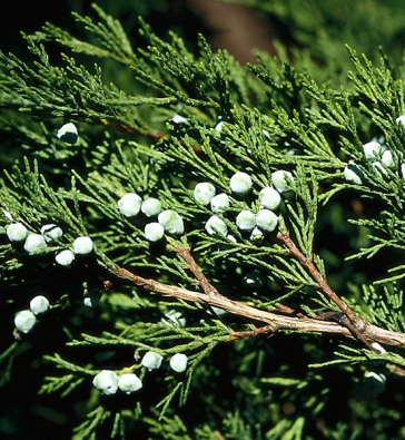 Jalovec chvojka neboli chvojka klášterská – Juniperus sabina  je poléhavý jalovec o výšce 1 m.