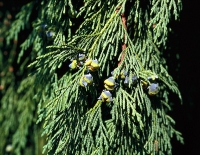 Cypřišek nutkajský neboli nutka – Chamaecyparis nootkatensis vyroste do výšky 25 m.