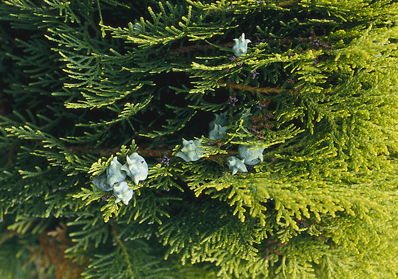 Zakrslý zlatolistý zerav východní – Thuja orientalis ´Aurea Nana´ (syn. Biota orientalis).