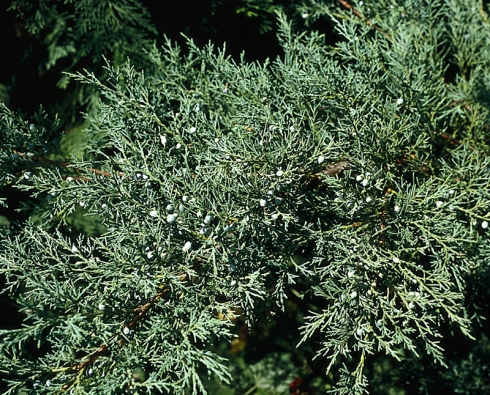 Jalovec prostřední – Juniperus x media ´Pfitzeriana´  (syn. J. chinensis ´Pfitzeriana´) – dosahuje výšky okolo  3 m a šířky 3–4 m.