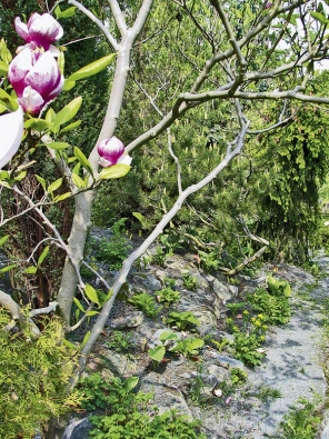 Květy magnolie (Magnolia x soulangeana) rozzáří zahradu brzy na jaře. Ve skalce rostou zakrslé bohyšky (Hosta).
