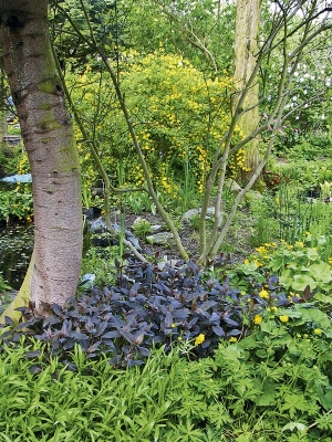 V bažině rostou vrbiny (Lysimachia) s krásnými purpurovými listy, rozkvétají tu upolíny (Trollius) a blatouchy (Caltha). V pozadí žlutě kvete zákula japonská (Kerria japonica ‚Floreplena‘).