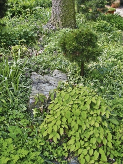 Jedno z romantických míst se smrkem indickým (Picea smithiana), před nímž se „sklánějí“ škornice (Epimedium) a kvetoucí čemeřice (Helleborus).