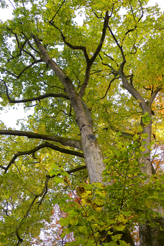 Lípa velkolistá (Tilia platyphylla) je klasikou českých zahrad. Dobře však zvažte, kam ji umístíte, doroste v mohutný strom vysoký až 35 m.