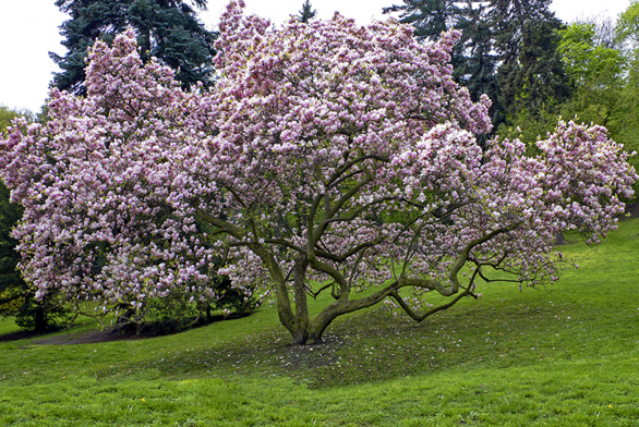 Šácholan Soulangeův  (Magnolia soulangiana). Na jaře se kvetoucí magnolie stává skutečnou královnou zahrady.