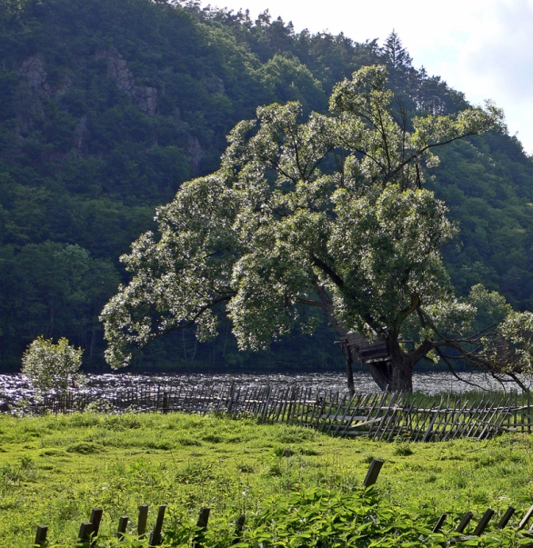 Vrba bílá (Salix alba), je stromem v zahradách neprávem opomíjeným. Rozhodnete-li se pro ni, odvděčí se vám romantickým vzhledem. Vhodná do zahrad v blízkosti vody.