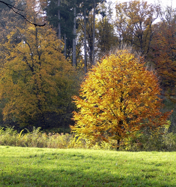 Na podzim se Javor mléč (Acer platanoides) zbarvuje do krásné žluti a tvoří výraznou dominantu.
