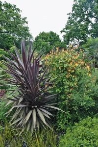 Ačkoliv je dračinka (Cordyline australis) populární pokojovou rostlinou, ve své australské domovině snese teploty blízké k nule.