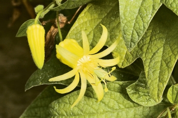 „Vyvenčení“ prospěje i některým druhům mučenek, především těm subtropickým. Nejznámější z nich, Passiflora coerulea, vydrží na jihu Evropy venku trvale.