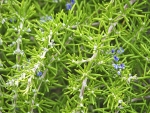 Rozmarýn lékařský ´Prostratus´ kvete světle modře, květy se používají do salátů, listy silně voní.