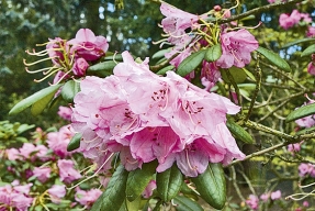 Velkolepé i jedovaté rododendrony