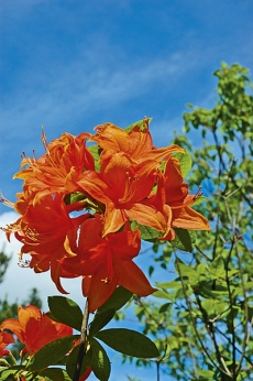 Opadavý rododendron (azalka) odrůdy ´Gold Dust´ svítí výraznou barvou květů do daleka.