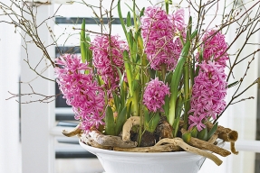 Hyacint rozzáří váš domov