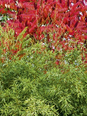 Phyllostachys humilis a škumpa (Rhus typhina)