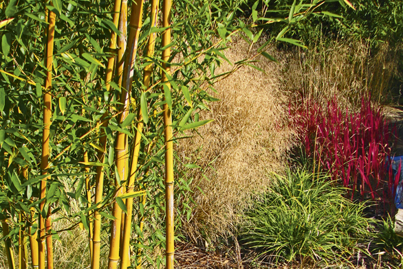 Solitérní Phyllostachys aureosulcata ´Spectabilis´ se suchomilnými barevnými trávami.