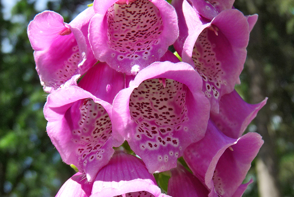 Náprstník (Digitalis purpurea) je mohutnou a nápadně krásnou květinou. Není trvalkou v pravém slova smyslu, protože rostlina žije zpravidla jen 2 až 3 roky. Pokud ale roste na vhodném stanovišti, rozšiřuje se samovýsevem, takže každoročně vyrůstají v blízkém okolí  nové rostliny. Nejspokojenější bude v mírném polostínu (např. pod korunami vyšších keřů či stromů) ve vlhké, kypré a kyselé půdě s vyšším obsahem humusu.