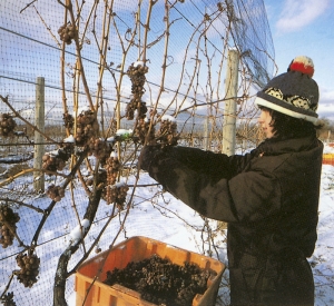 Sběr hroznů ryzlinku v zimě. Ze zmrzlých hroznů se vyrábí pověstné ledové víno.