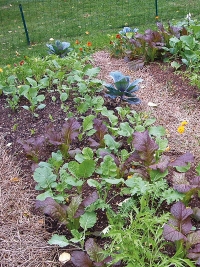 Vyvýšený záhon je pro pěstování zeleniny ideální. Roste tu rychleji a nemusíte se při pletí tolik ohýbat.