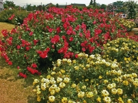 Sluncem zalitá rabata osázená růžemi poskytují majiteli bohatými květy odměnu za celoroční péči.