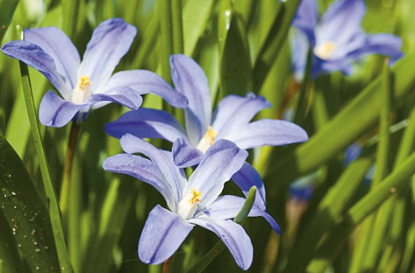 Ladonička – rychle se rozmnožující cibulnatá květina, modrá, nebo bílá