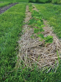 Vhodný mulč (například ze slámy) udržuje půdu dostatečně vlhkou a prostou plevelů.