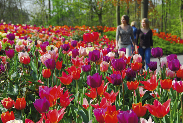 Holandsko má v pěstování tulipánů dlouholetou tradici, také proto patří k významným obchodním komoditám.