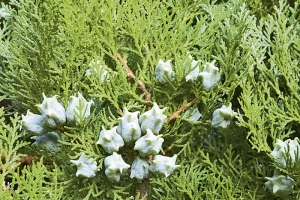 Plody oblíbeného jehličnanu Thuja orientalis