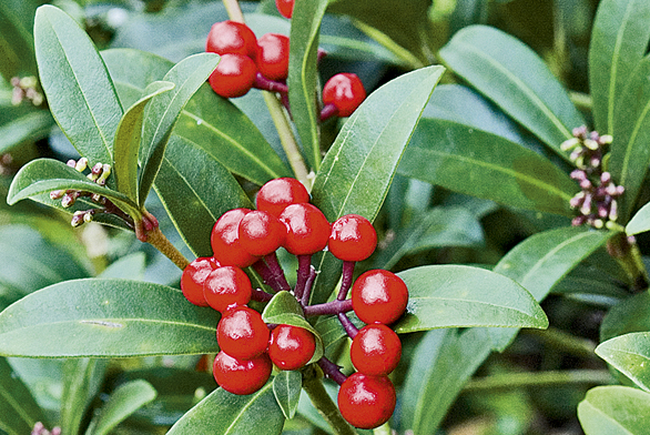 Plody Skimmia japonica zdobí keře po celou zimu až do jara.