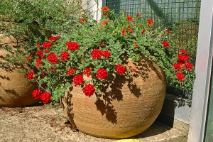 Převisle rostoucí verbena se svítivě červenými květy velmi dobře ladí s hliněnou kulatou nádobou. Jednoduchá a velmi zdařilá kombinace!