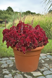 Květy afrických kopřiv (Solenostemon) nemají žádnou okrasnou hodnotu, zahradníci je spíš odstraňují, aby nerušily nádheru barevného olistění.