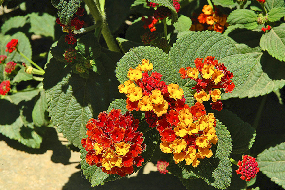 Lantana camara je velmi pěkný keřík na balkóny, který kvete celou sezónu. Množí se řízkováním v lednu a únoru.