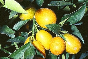 Citrusy z vlastní zahrádky
