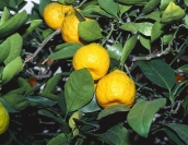 Citranže jsou kříženci mezi citronečníky a pomerančovníky. V chladných zimních zahradách a sklenících bohatě kvetou a plodí. Kyselá dužnina je vhodná k rybám a k masu. Čerstvá šťáva je v zimě vítaná do různých nápojů. Často jsou podnožemi pro odrůdy citrusů.