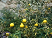 Citronečník trojlistý (Poncirus trifoliata) je jediným zástupcem ze skupiny citrusů, který u nás přežije zimu ve vinohradnických oblastech. Silně trnitý keř má krásné slabě vonné květy. Na podzim zahradu ozdobí zlatožlutými plody a listy. Hořkokyselá šťáva je vhodná do míchaných aperitivů. Je důležitou podnoží pro ostatní druhy a odrůdy citrusů.