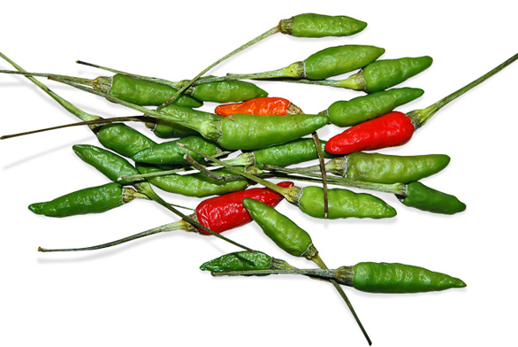 Drobné plody papriky křovité (Capsicum frutescens) odrůdy ’Bird´s Eye‘ jsou velmi palčivým chilli kořením.