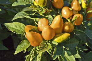 Jedlé okrasné kultivary papriky roční. Podobné druhy rodu Solanum mohou být jedovaté.