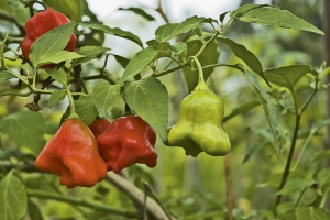 Plody papriky Capsicum baccatum. U nás se této formě říká „zvonková“, ve světě „ájí paprika“.