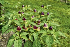 Drobný okrasný kultivar papriky roční (Capsicum annuum) se jmenuje ’Firecracker‘.