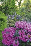 Na jaře zahradu rozsvítí rododendrony a azalky.