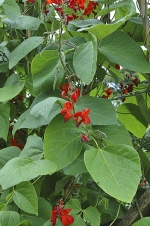 Fazol šarlatový (Phaseolus coccineus) je jednoletá bylina až 4 m vysoká, nevětvená. Vždy levotočivá osa rostliny je bohatě olistěná. Květy jsou bílé, červené a červenobílé.
