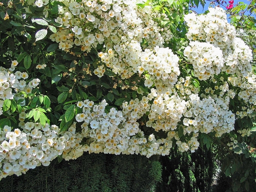 Bílá popínavá růže vytváří ušlechtilé plné květy sněhobílé barvy, které září uprostřed zelených listů. Zahradníci doporučují dlouhé výhonky přivázat k laťkové mřížce nebo k opěrným obloukům.
