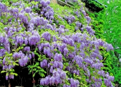 Vistárie čínská (Wisteria sinensis) má nápadné květy a je vhodná na pergoly nebo treláže. Působí vznešeně po celý rok. Na podzim, když opadají listy, se odhalí propletené dřevité výhony, které šplhají do výšky přes 10 m. Na jaře se ozdobí dlouhými převislými hrozny motýlovitých květů, v létě zahalují dům krásnými listy.