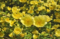 Žlutá popínavá růže vytváří zajímavě strukturované dvojité květy.