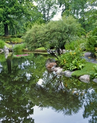 Jedna z mnoha menších druhů vrb (Salix gracilis) je vhodná i do drsnějších klimatických podmínek.