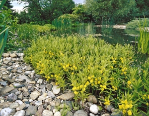 Velmi dobrou rostlinou, zakrývající betonový okraj nádrže, je vrbina kytkokvětá (Lysimachia thytsiflora).